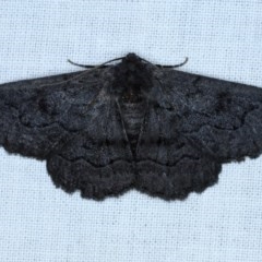 Melanodes anthracitaria (Black Geometrid) at Goorooyarroo NR (ACT) - 6 Nov 2020 by jb2602