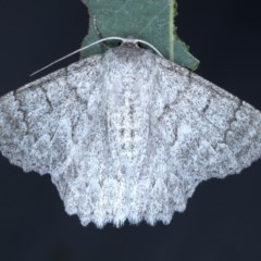Crypsiphona ocultaria (Red-lined Looper Moth) at Goorooyarroo NR (ACT) - 6 Nov 2020 by jb2602
