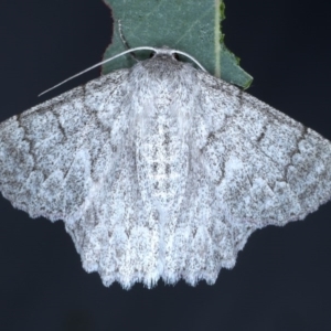 Crypsiphona ocultaria at Forde, ACT - 6 Nov 2020