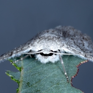 Crypsiphona ocultaria at Forde, ACT - 6 Nov 2020