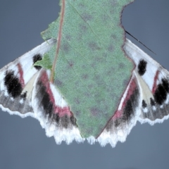 Crypsiphona ocultaria at Forde, ACT - 6 Nov 2020