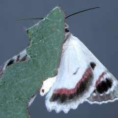 Crypsiphona ocultaria at Forde, ACT - 6 Nov 2020