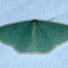 Chlorocoma dichloraria (Guenee's or Double-fringed Emerald) at Forde, ACT - 6 Nov 2020 by jbromilow50