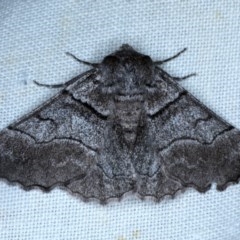 Hypobapta diffundens (Diffundens Grey) at Forde, ACT - 6 Nov 2020 by jb2602