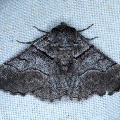 Hypobapta diffundens (Diffundens Grey) at Forde, ACT - 6 Nov 2020 by jb2602