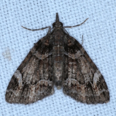 Microdes undescribed species (A Geometer moth) at Forde, ACT - 6 Nov 2020 by jb2602