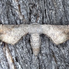 Circopetes obtusata (Grey Twisted Moth) at Goorooyarroo NR (ACT) - 6 Nov 2020 by jb2602