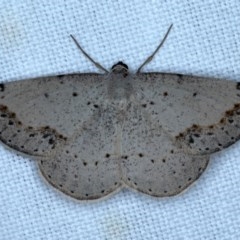 Taxeotis intextata (Looper Moth, Grey Taxeotis) at Goorooyarroo NR (ACT) - 6 Nov 2020 by jb2602