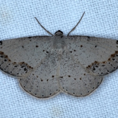 Taxeotis intextata (Looper Moth, Grey Taxeotis) at Forde, ACT - 6 Nov 2020 by jbromilow50