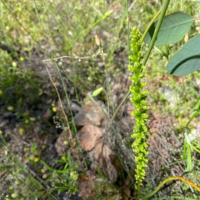 Microtis sp. (Onion Orchid) at Tuggeranong Hill - 7 Nov 2020 by Shazw