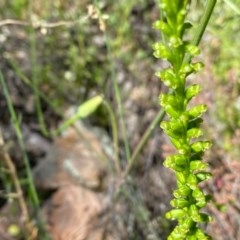 Microtis sp. at Theodore, ACT - 7 Nov 2020