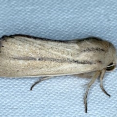 Leucania diatrecta (A Noctuid moth) at Goorooyarroo NR (ACT) - 6 Nov 2020 by jb2602