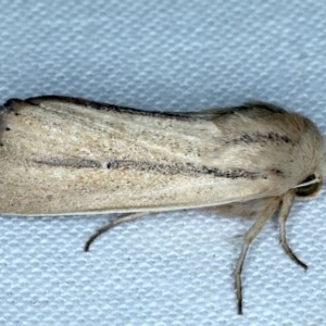 Leucania diatrecta at Forde, ACT - 6 Nov 2020