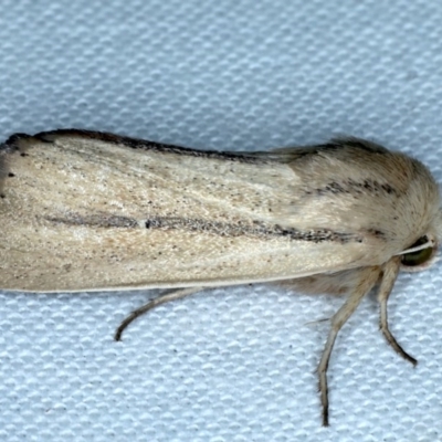 Leucania diatrecta (A Noctuid moth) at Goorooyarroo NR (ACT) - 6 Nov 2020 by jb2602