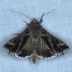 Chrysodeixis argentifera (Tobacco Looper) at Forde, ACT - 6 Nov 2020 by jb2602