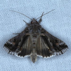 Chrysodeixis argentifera at Forde, ACT - 6 Nov 2020