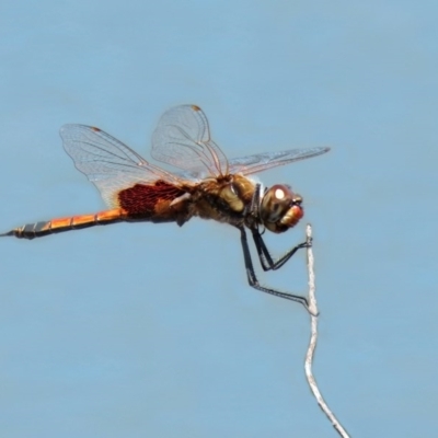 Tramea loewii (Common Glider) at Fyshwick, ACT - 6 Nov 2020 by RodDeb