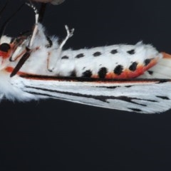 Aloa marginata (Donovan's Tiger Moth) at Forde, ACT - 6 Nov 2020 by jb2602