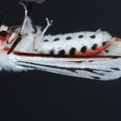 Aloa marginata (Donovan's Tiger Moth) at Forde, ACT - 6 Nov 2020 by jbromilow50