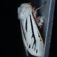 Aloa marginata at Forde, ACT - 6 Nov 2020