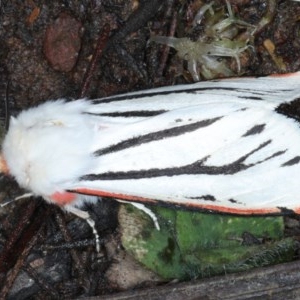 Aloa marginata at Forde, ACT - 6 Nov 2020