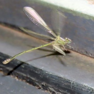 Ischnura aurora at Fyshwick, ACT - 6 Nov 2020