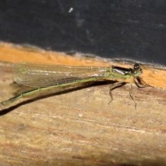 Ischnura aurora at Fyshwick, ACT - 6 Nov 2020 01:48 PM