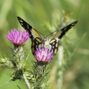 Belenois java at Fyshwick, ACT - 6 Nov 2020