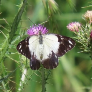 Belenois java at Fyshwick, ACT - 6 Nov 2020 02:48 PM