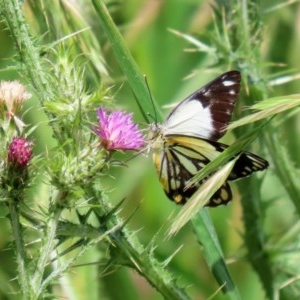 Belenois java at Fyshwick, ACT - 6 Nov 2020