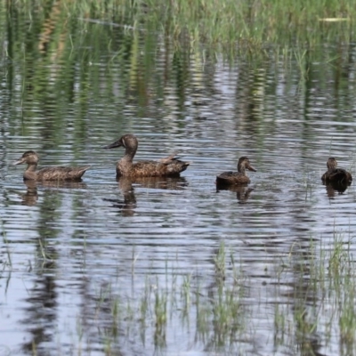 Spatula rhynchotis (Australasian Shoveler) at Fyshwick, ACT - 6 Nov 2020 by RodDeb