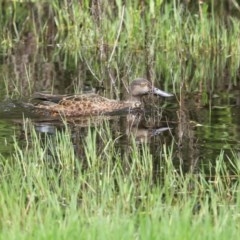 Spatula rhynchotis at Fyshwick, ACT - 6 Nov 2020 12:16 PM