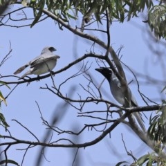 Coracina novaehollandiae (Black-faced Cuckooshrike) at Fyshwick, ACT - 6 Nov 2020 by RodDeb