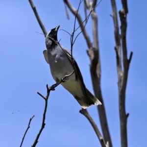 Coracina novaehollandiae at Fyshwick, ACT - 6 Nov 2020