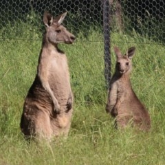 Macropus giganteus (Eastern Grey Kangaroo) at WREN Reserves - 8 Nov 2020 by KylieWaldon