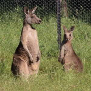 Macropus giganteus at WREN Reserves - 8 Nov 2020 08:20 AM