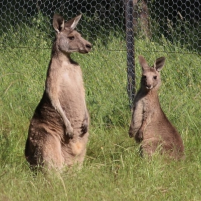 Macropus giganteus (Eastern Grey Kangaroo) at Wodonga, VIC - 7 Nov 2020 by Kyliegw