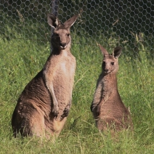 Macropus giganteus at WREN Reserves - 8 Nov 2020 08:20 AM