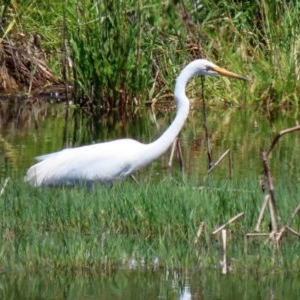 Ardea alba at Fyshwick, ACT - 6 Nov 2020