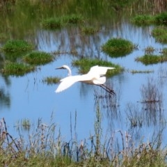 Ardea alba at Fyshwick, ACT - 6 Nov 2020