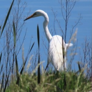 Ardea alba at Fyshwick, ACT - 6 Nov 2020