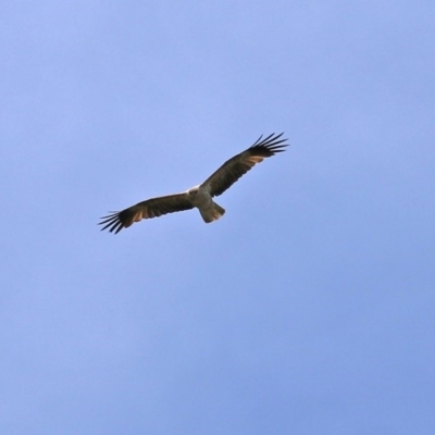 Haliastur sphenurus (Whistling Kite) at Jerrabomberra Wetlands - 6 Nov 2020 by RodDeb