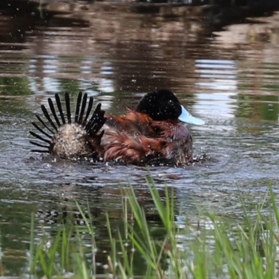 Oxyura australis (Blue-billed Duck) at Jerrabomberra Wetlands - 6 Nov 2020 by RodDeb