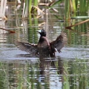 Oxyura australis at Fyshwick, ACT - 6 Nov 2020 12:28 PM