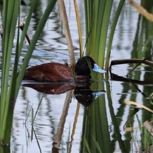 Oxyura australis at Fyshwick, ACT - 6 Nov 2020 12:28 PM