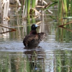 Oxyura australis at Fyshwick, ACT - 6 Nov 2020 12:28 PM