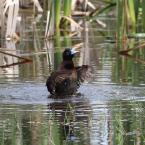 Oxyura australis at Fyshwick, ACT - 6 Nov 2020 12:28 PM