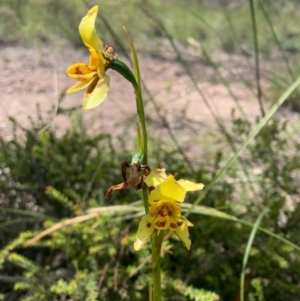 Diuris sulphurea at O'Connor, ACT - suppressed