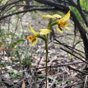 Diuris sulphurea at O'Connor, ACT - suppressed