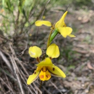 Diuris sulphurea at O'Connor, ACT - suppressed